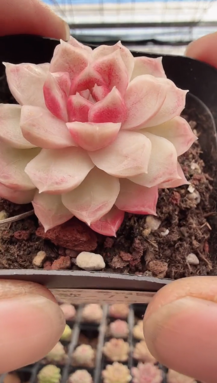 东云多肉园新款-71