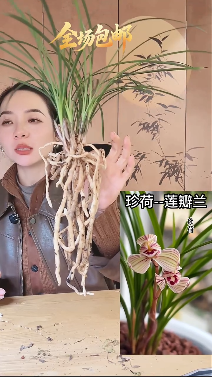 当前无花栽培后可以开花：珍荷