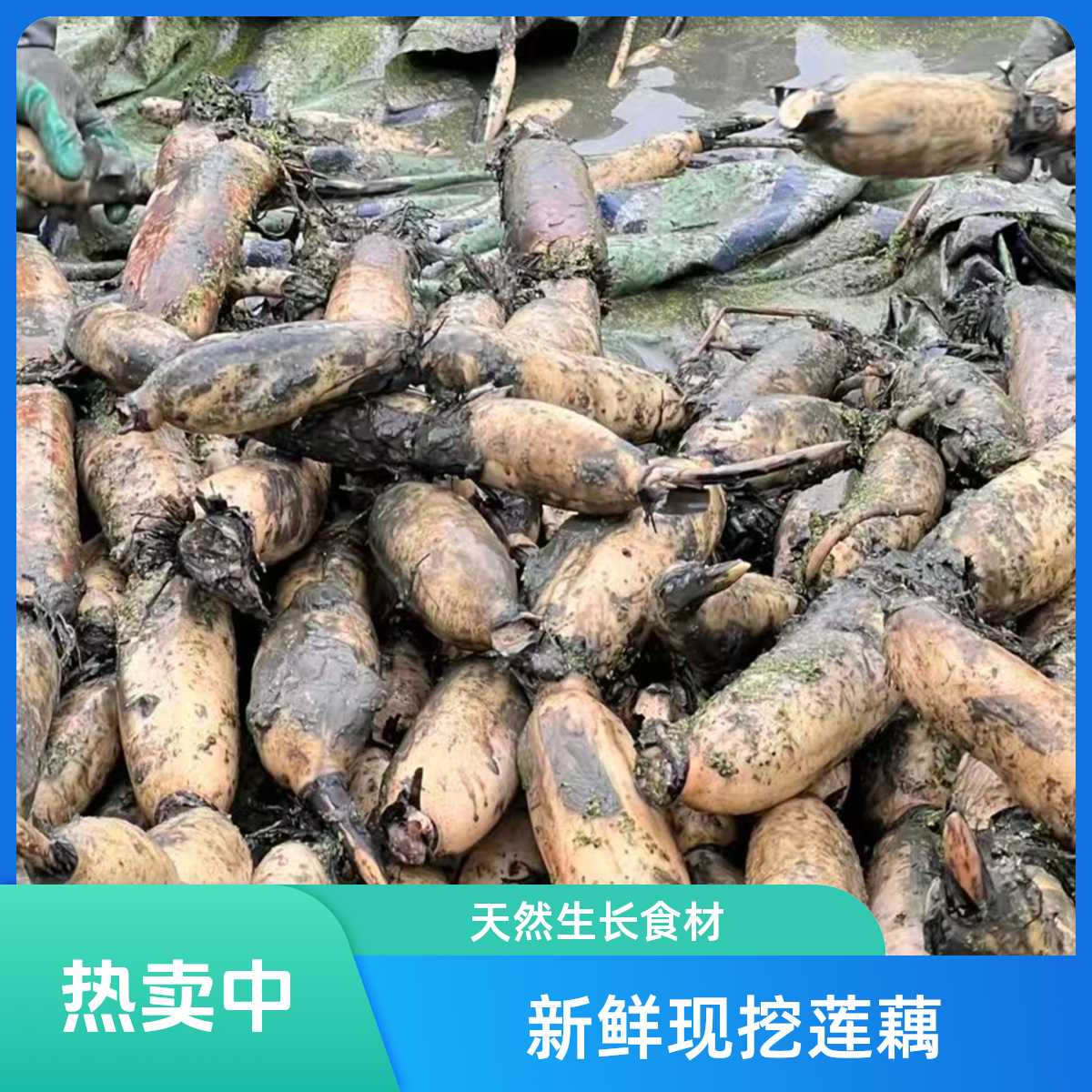 新鲜带泥粉藕煲汤炖汤粉糯香甜