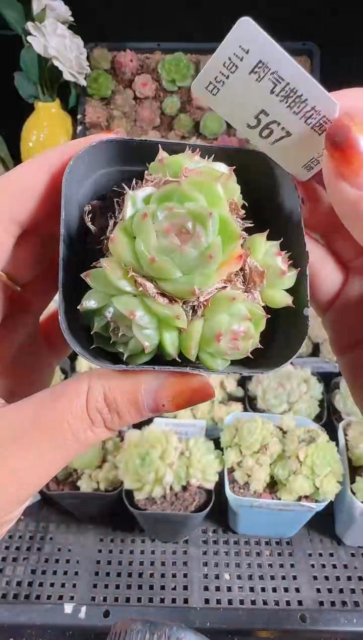 1115-567群生不包整