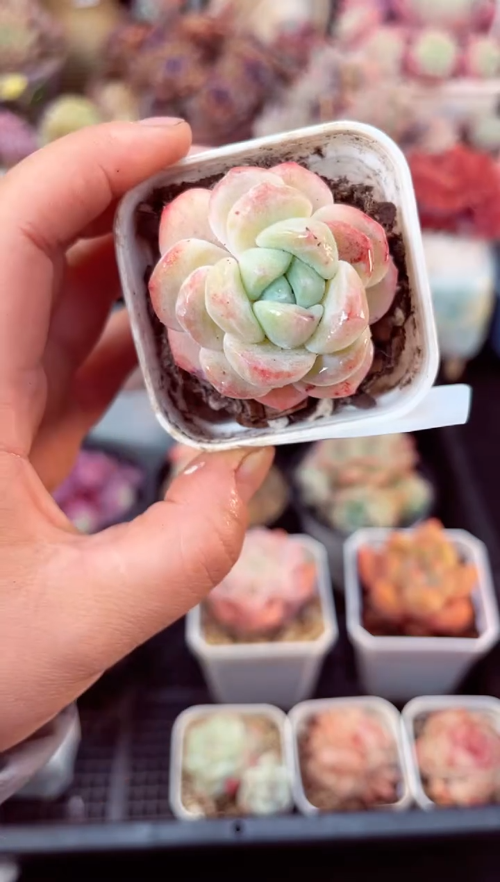 【闪购商品】7881冰玉石化多肉