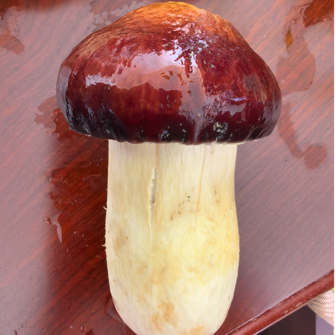 包邮新鲜应县本地小石村赤松茸山林下种植美味菌菇