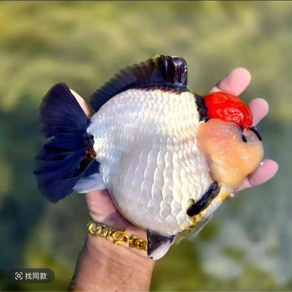 泰狮鱼鳍损伤变形掉鳞卷折三尾正常介意勿拍包活到家 微瑕