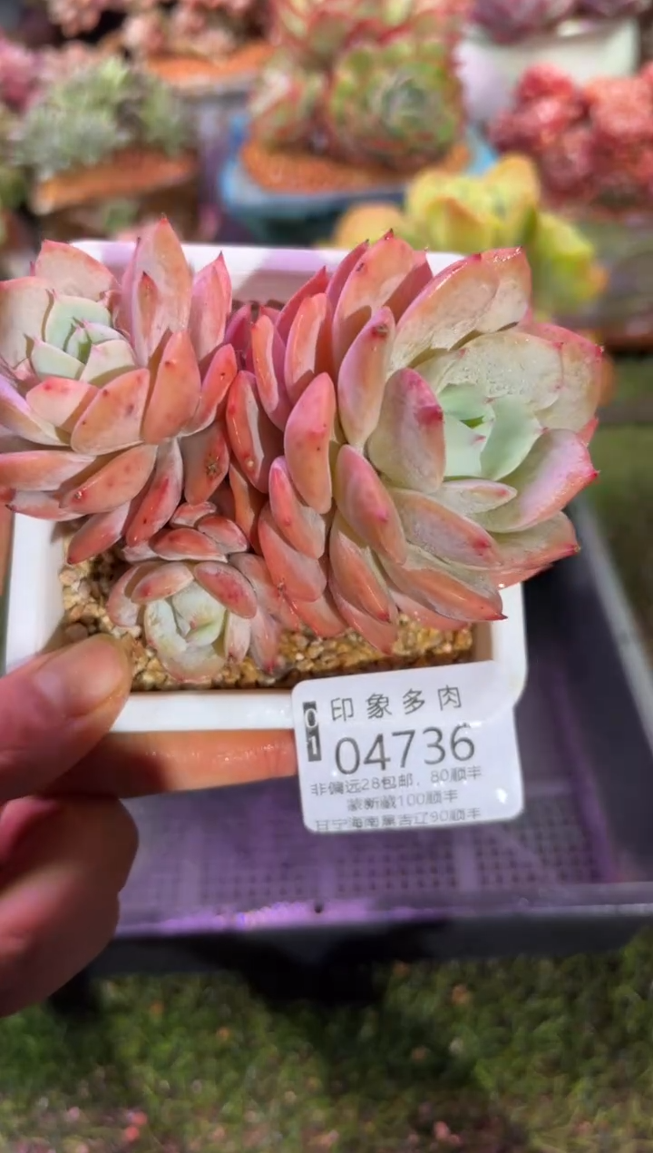 【闪购商品】04736