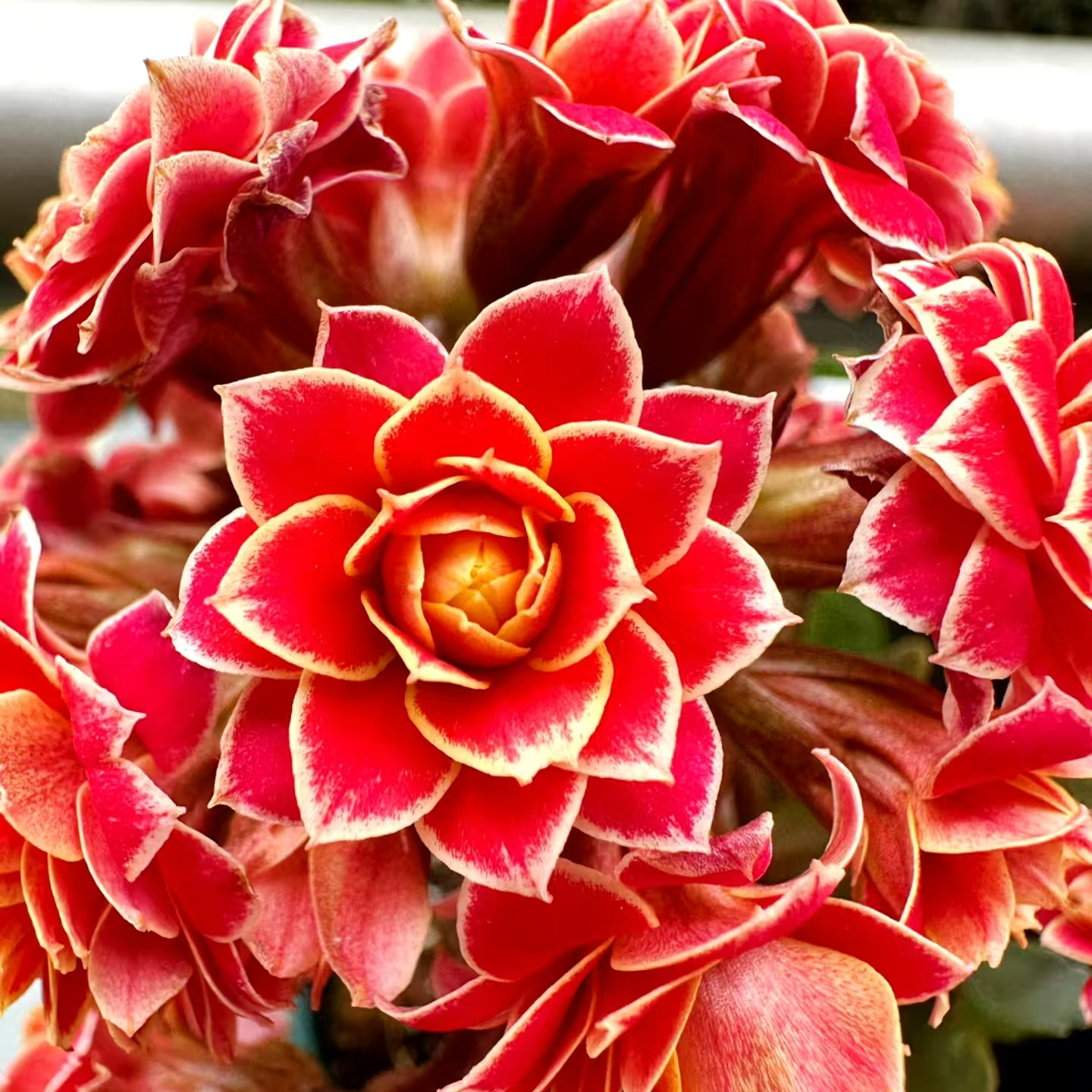 （金丝带110盆）一代长寿花基地直发 经典红色金边大花 新手必入