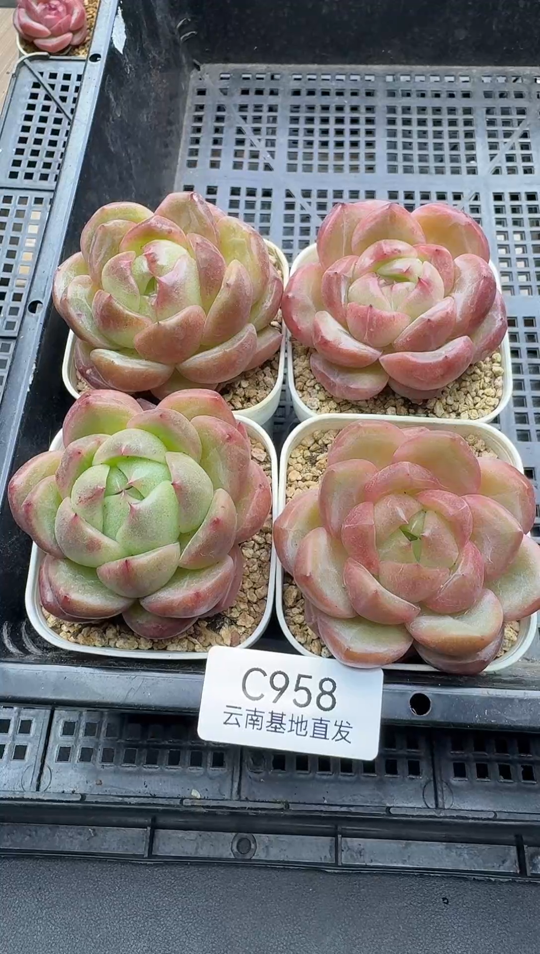 珍妮杂交多肉C958