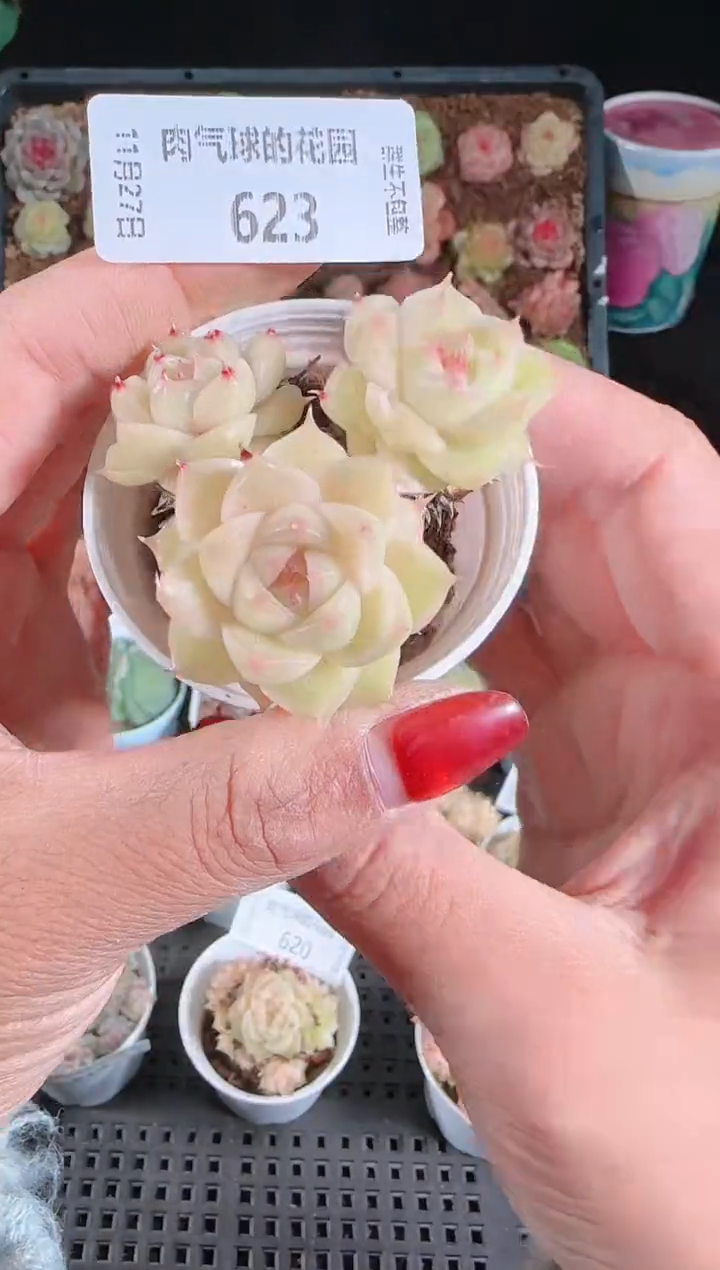 1127-623群生不包整