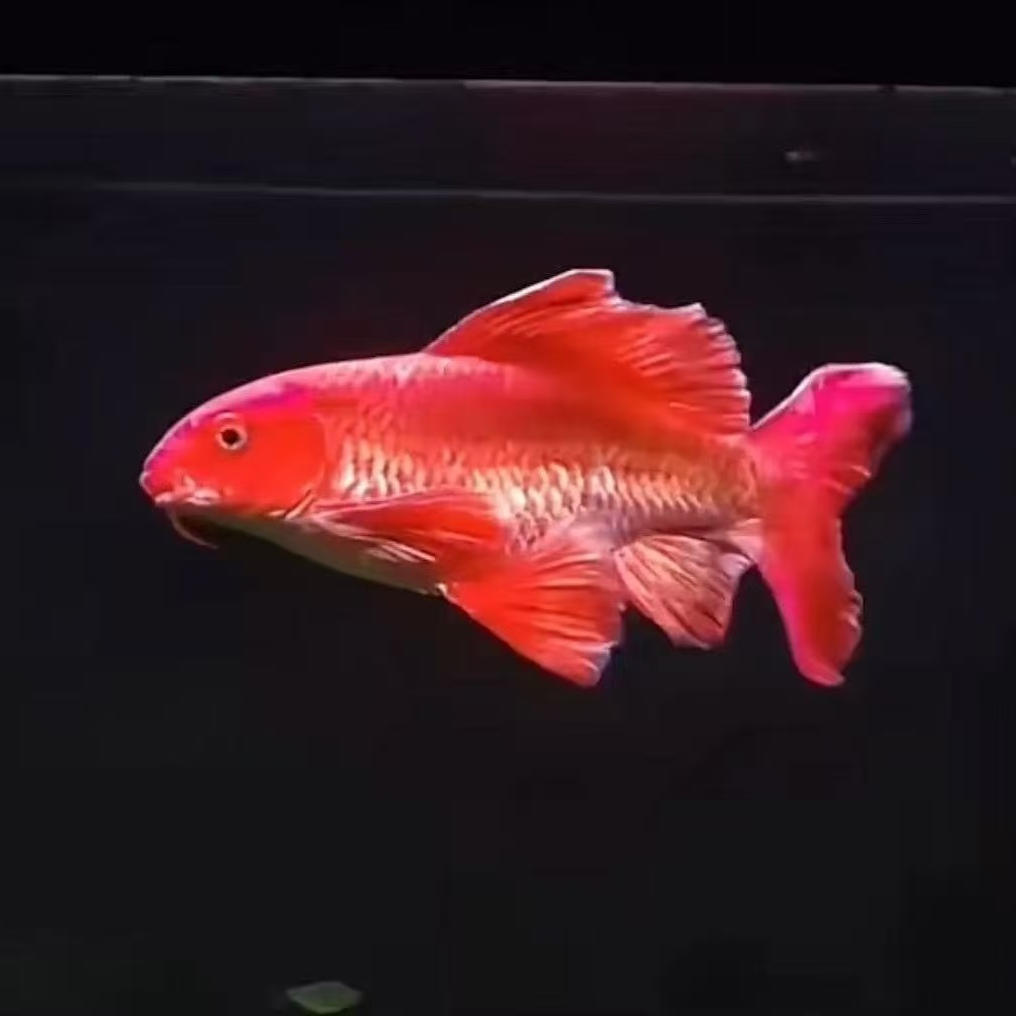精品蝴蝶鲤普身红鲤   白普    黄金高质量观赏鱼   批发零售