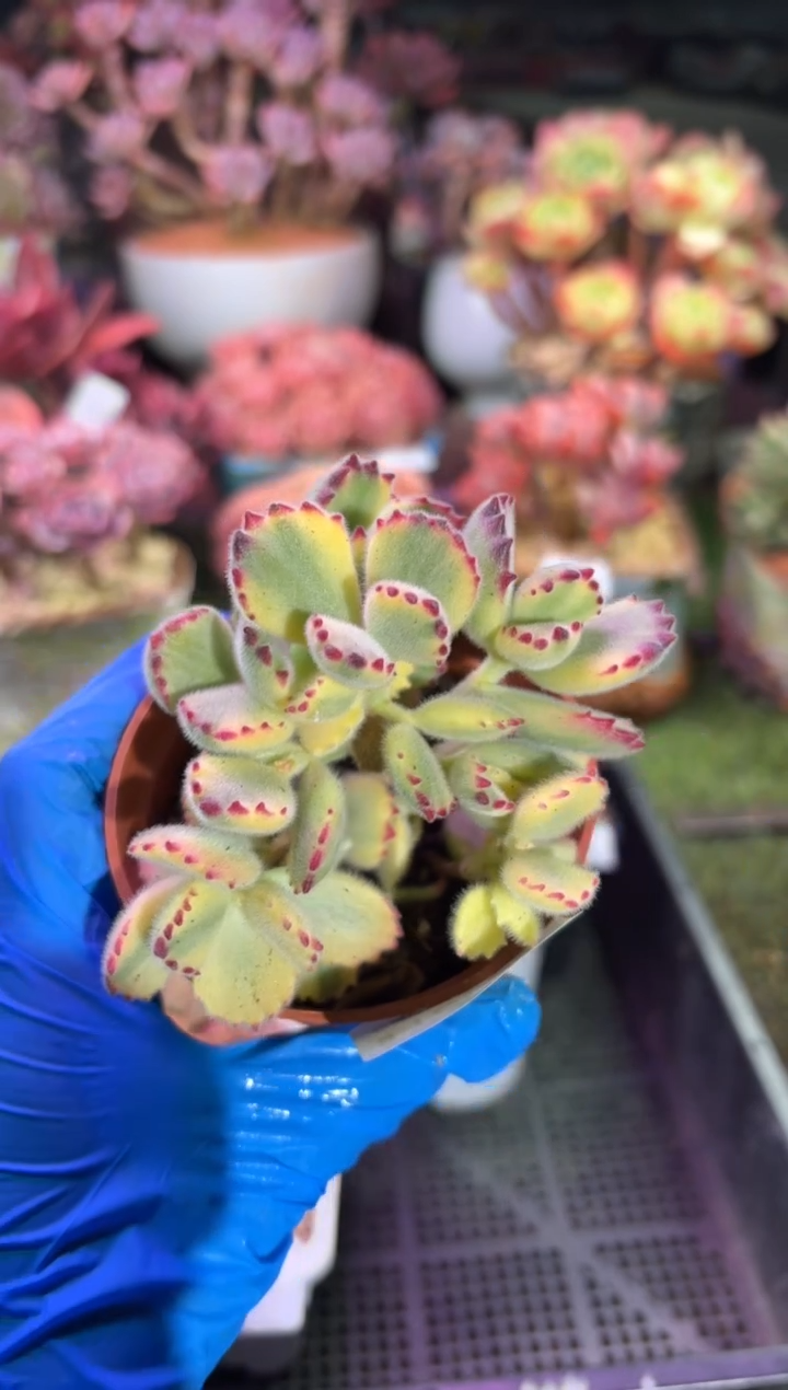 【闪购商品】16932