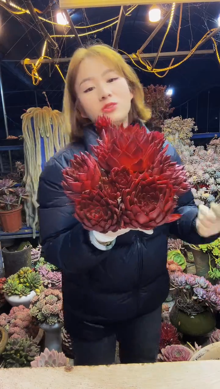 红钻老桩脱土包邮