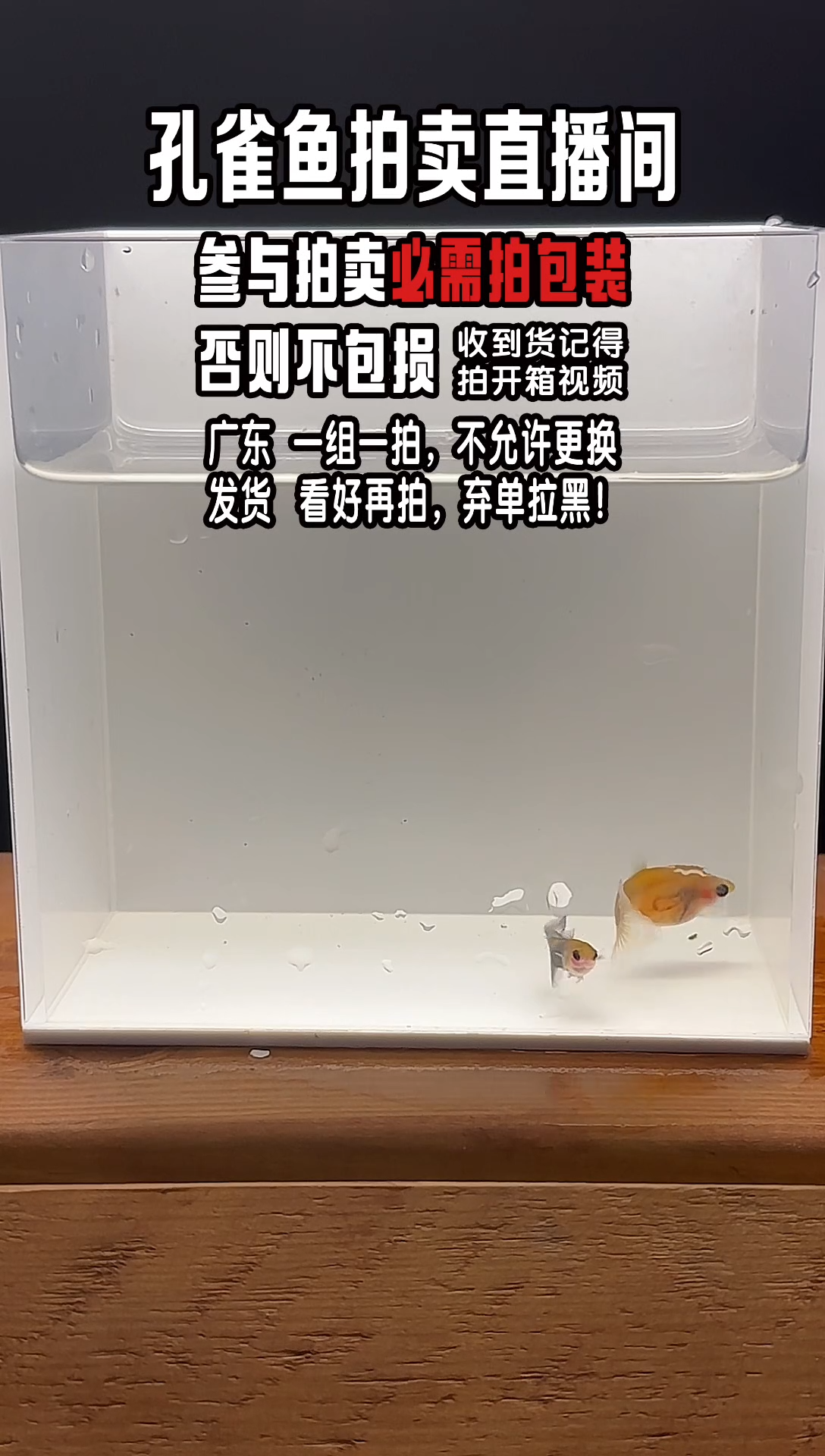 孔雀鱼蓝礼服玻璃猫1对