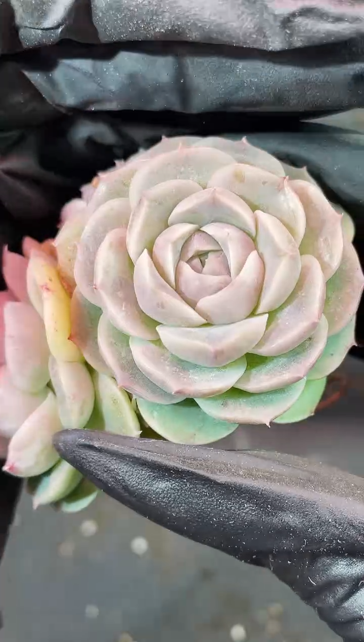 闪购2074  浪漫之心多肉一颗 