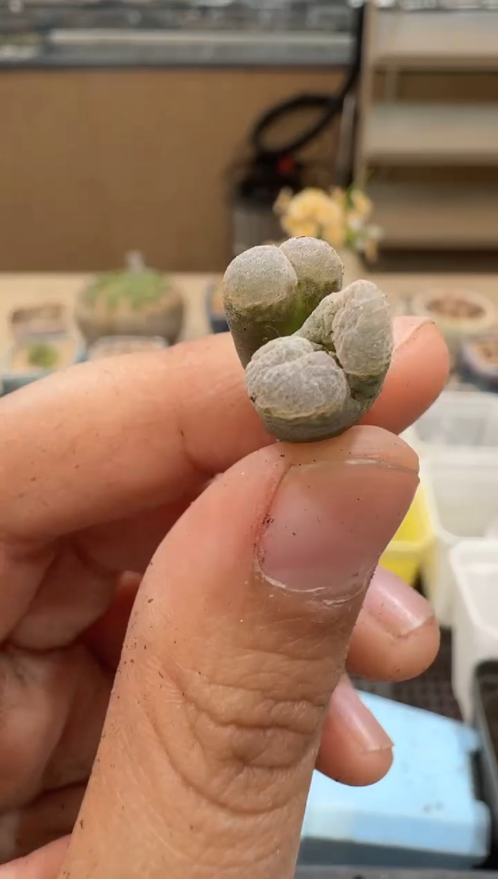 30-34多肉植物肉锥