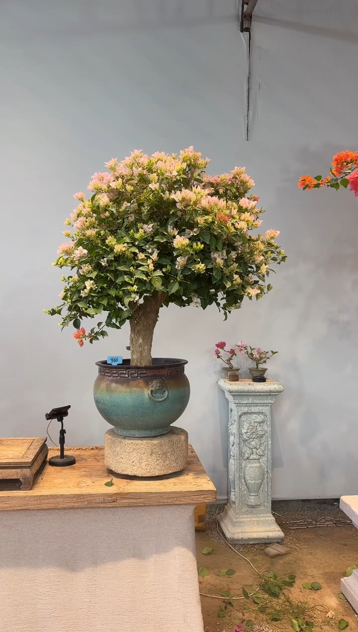 全部花朵帅*程三角梅66