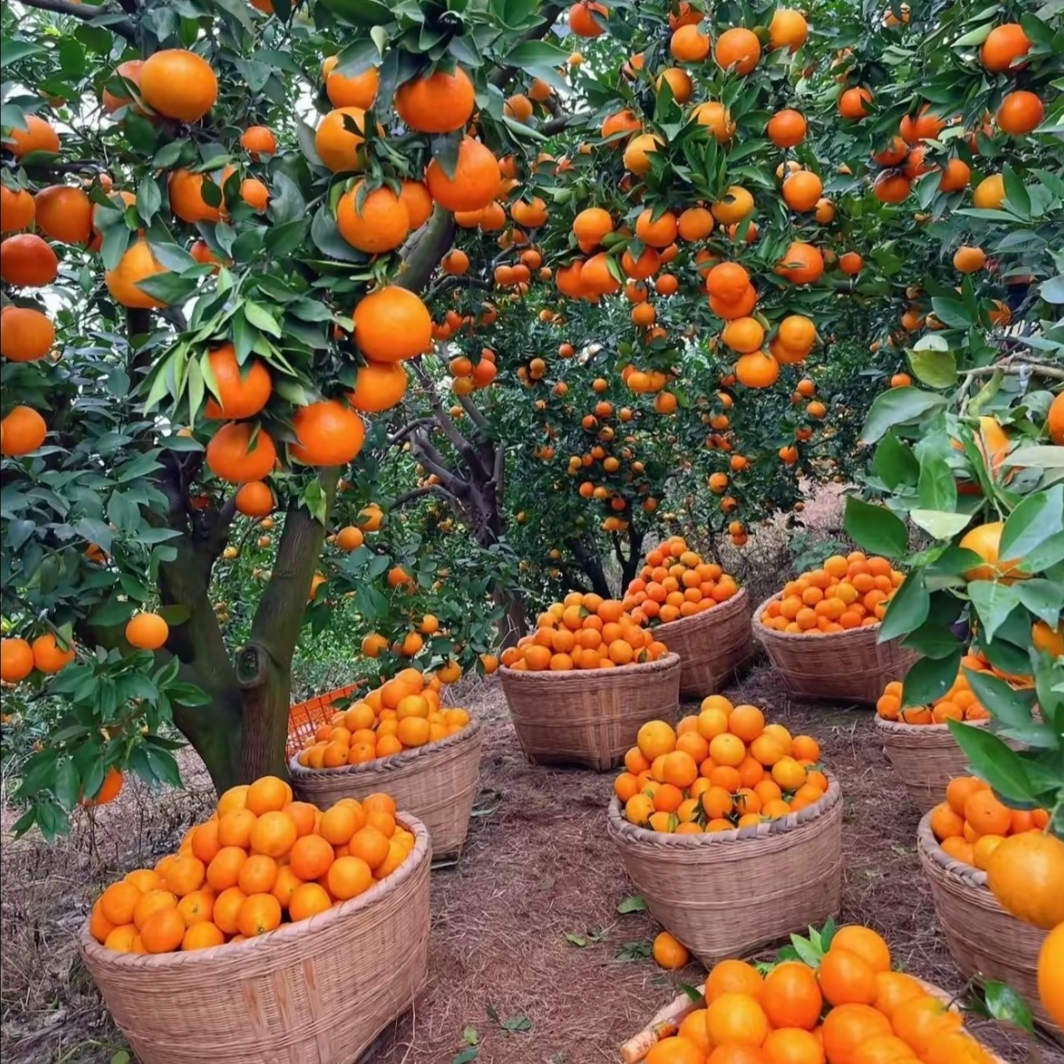 【新疆包邮】【四川爱媛38号果冻橙】新鲜现摘拍产地直发