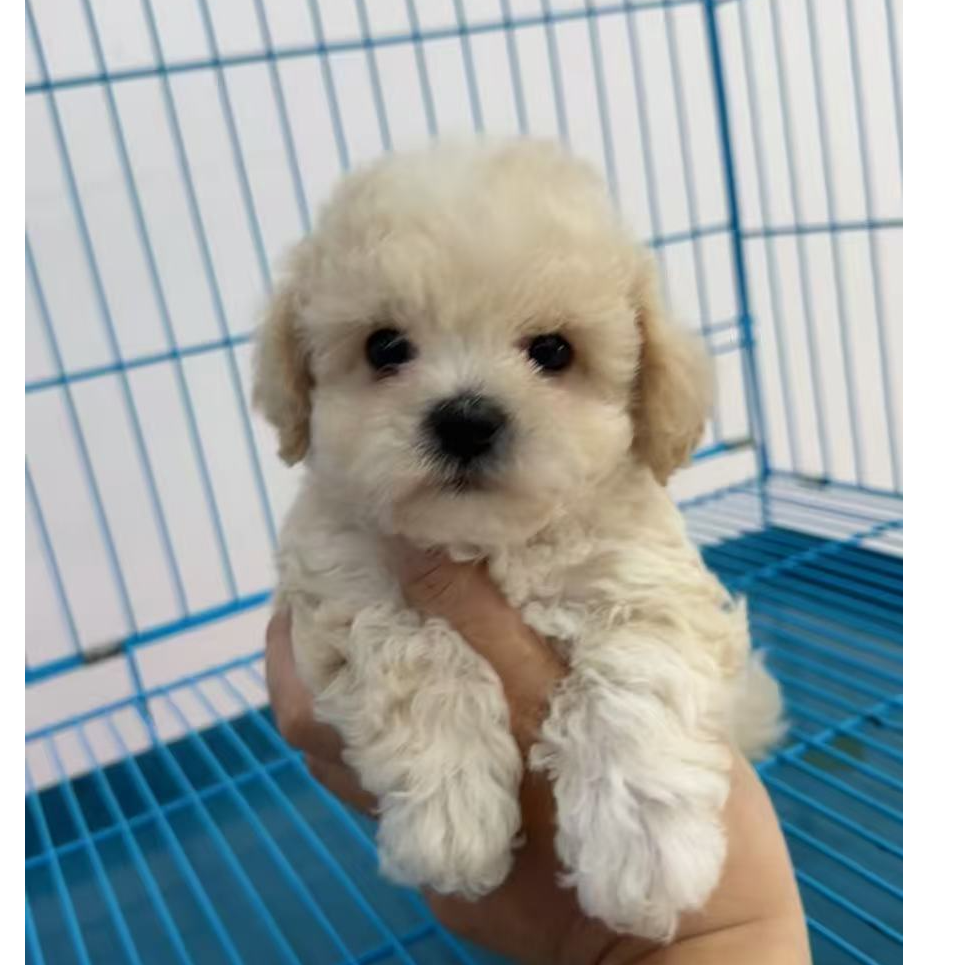 新（开开宠物名犬）T狗狗活体