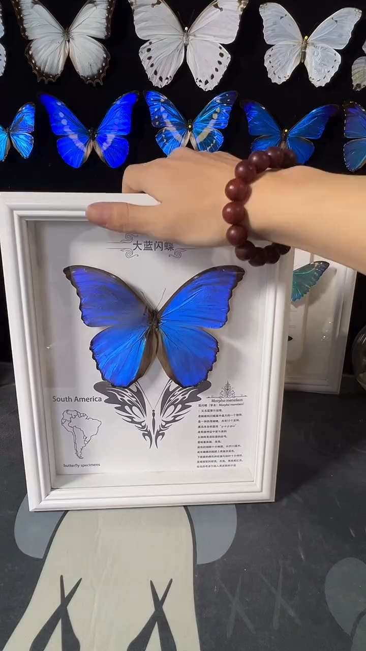 大蓝闪蝶欧版相框版