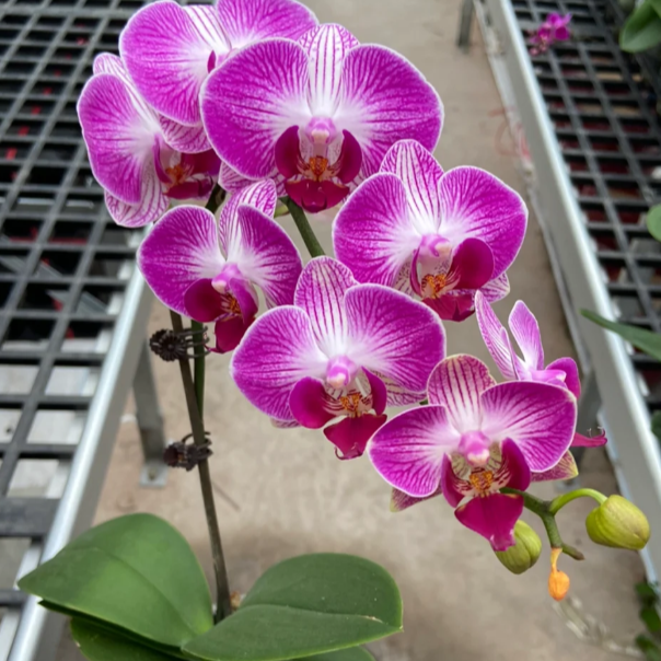 金阳光【天堂鸟】3.0寸杯蝴蝶兰带花剑花苞在分化 基地直发