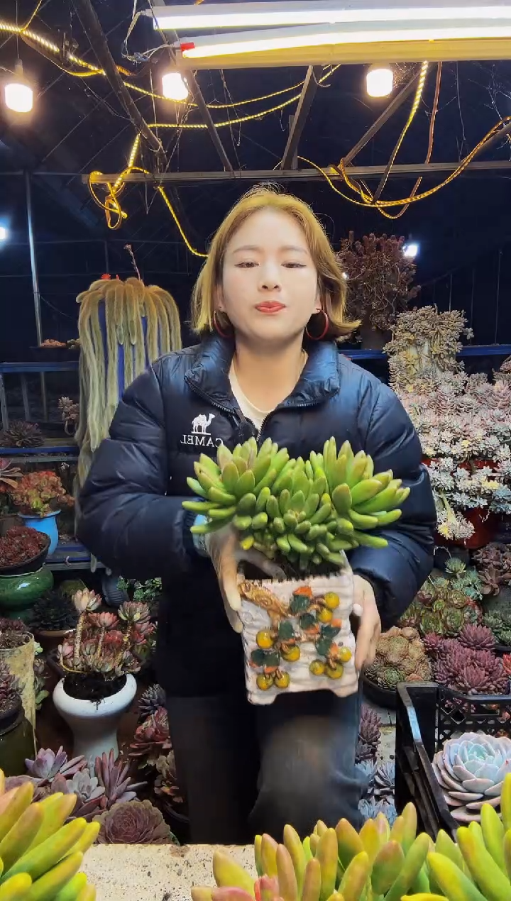 多头芒果奶脱土包邮