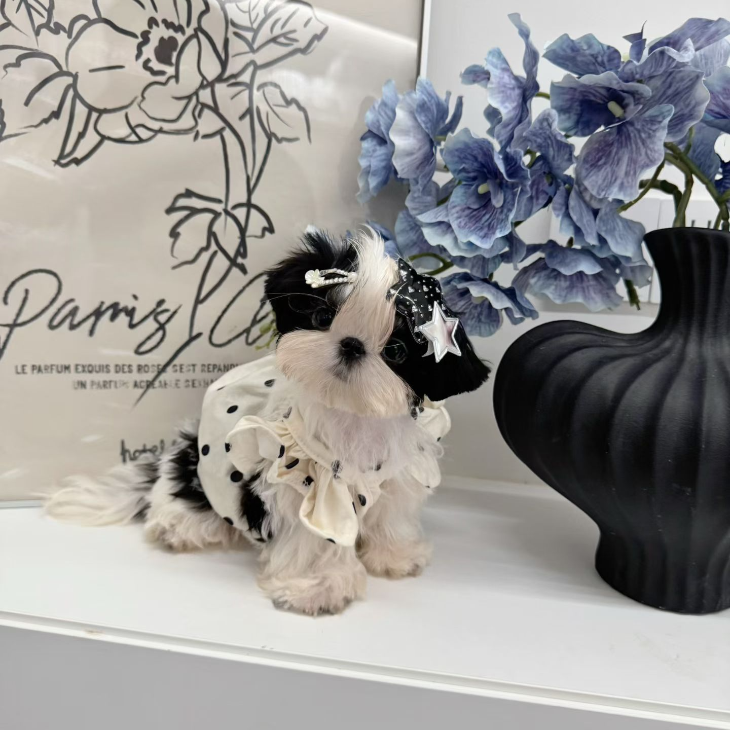 【姐姐万岁家宠物】精品马尔济斯犬可爱狗狗链接