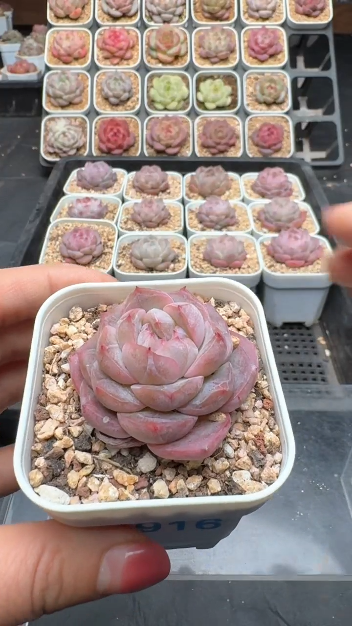 【闪购商品】916号珍妮多肉一物一拍3单包邮
