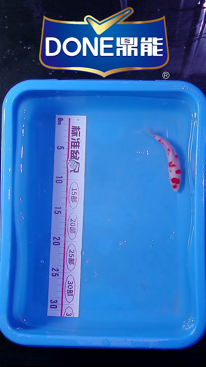 锦鲤鱼悦鱼乐 直播间菁选 对版发货 32号