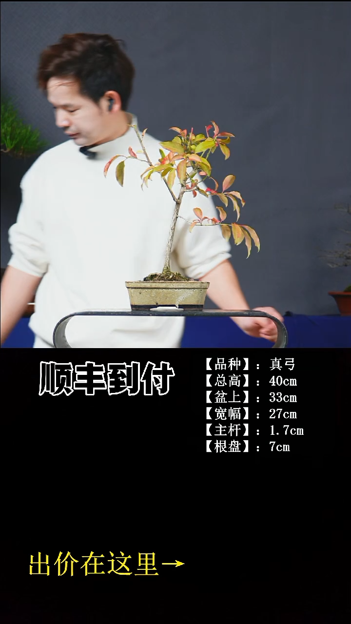 无花朵真弓  不包邮