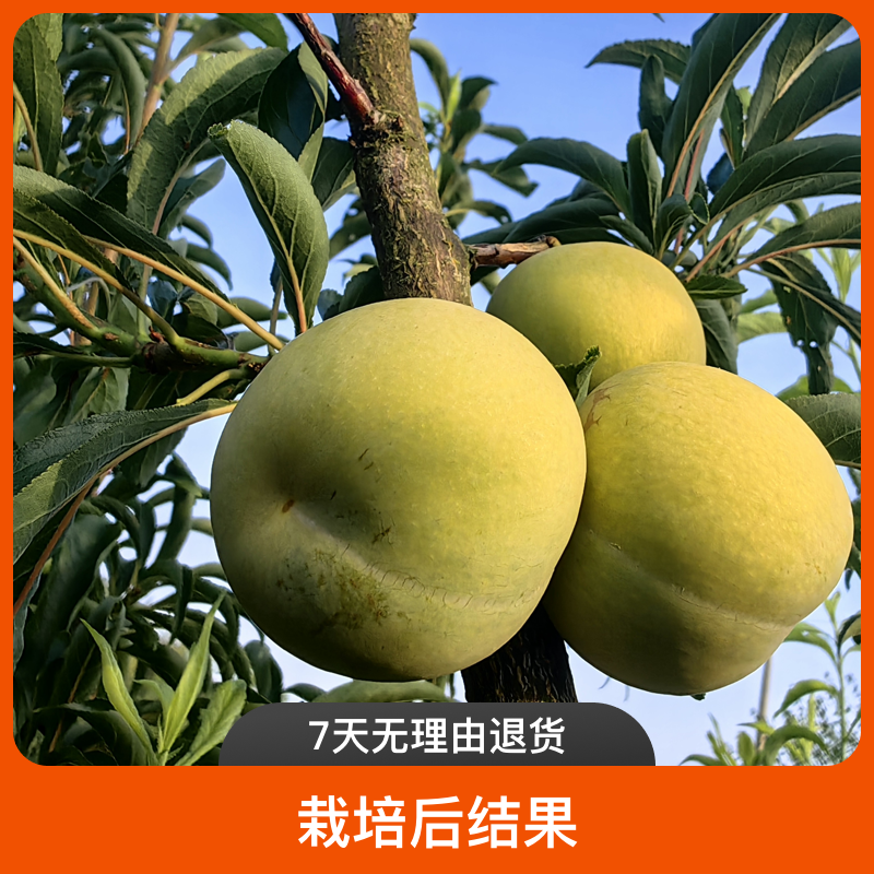 黑涞醉李380芽变正版嫁接中熟黄肉蜜柚离核树苗买一送一个醉桃苗