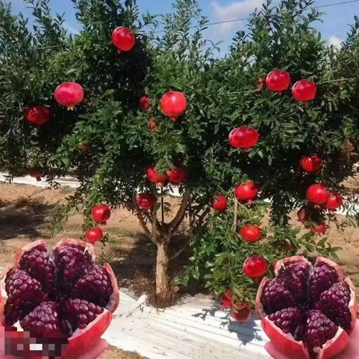 正品对版以色列黑籽石榴树苗优质嫁接南北方种植地栽盆栽庭院