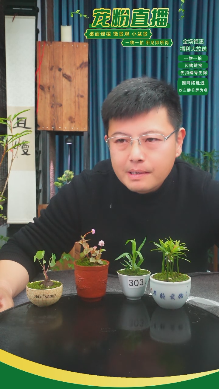 无花朵?苔藓微景观303号