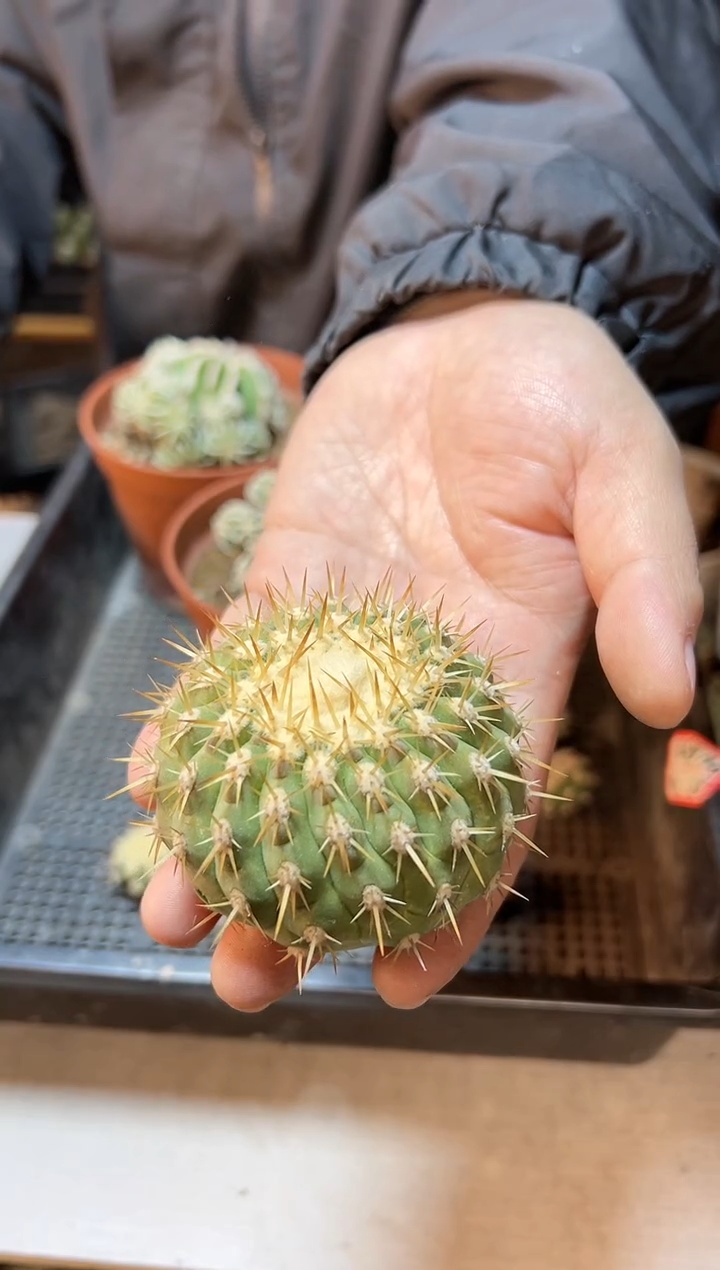 【闪购商品】孤龙一代侧无根6公分