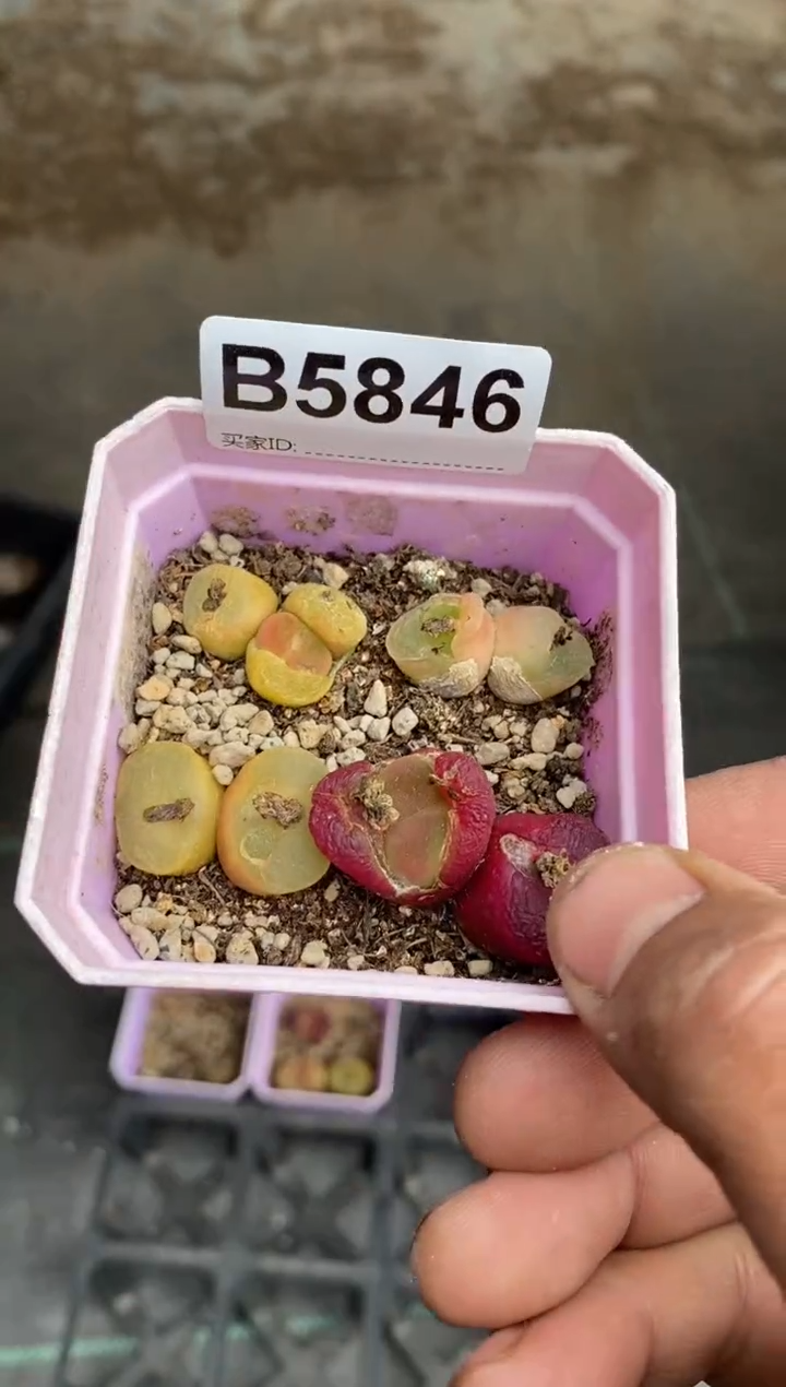 5846开播福利一物一拍