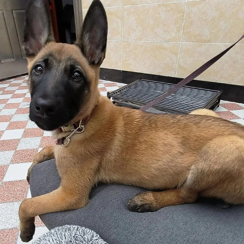 烟台海峰犬业马犬幼犬活体