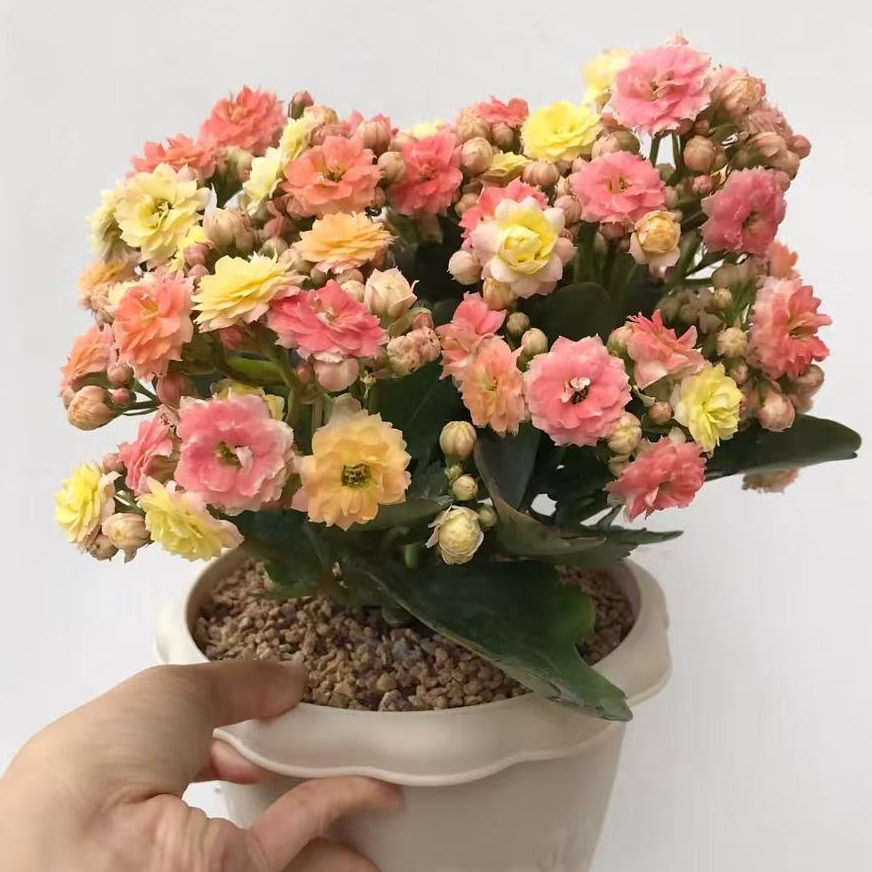 【七彩毛绒】长寿花盆栽带花苞四季花易养活阳台窗台办公室花卉