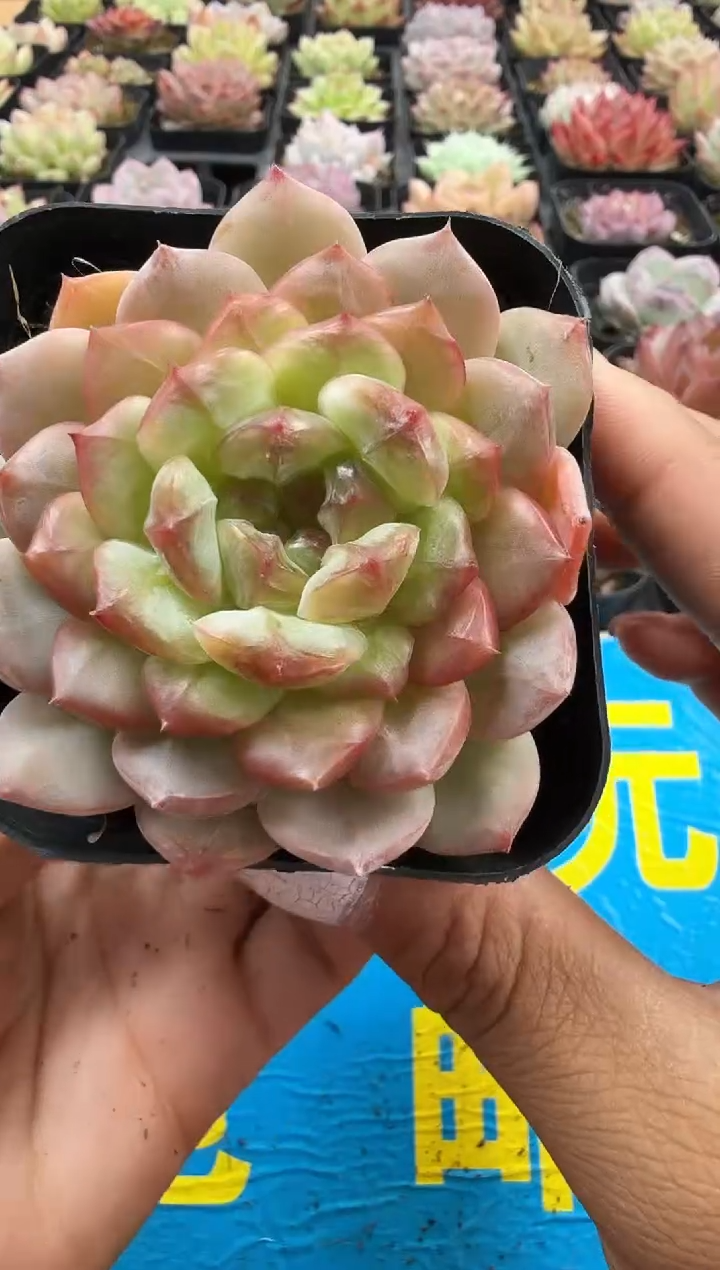 东云多肉园二店-553