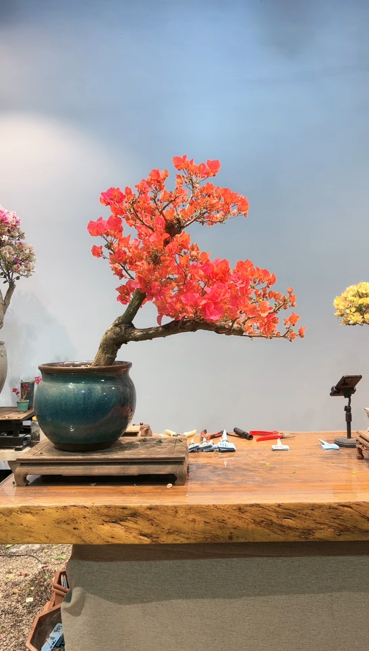 【闪购商品】AA920