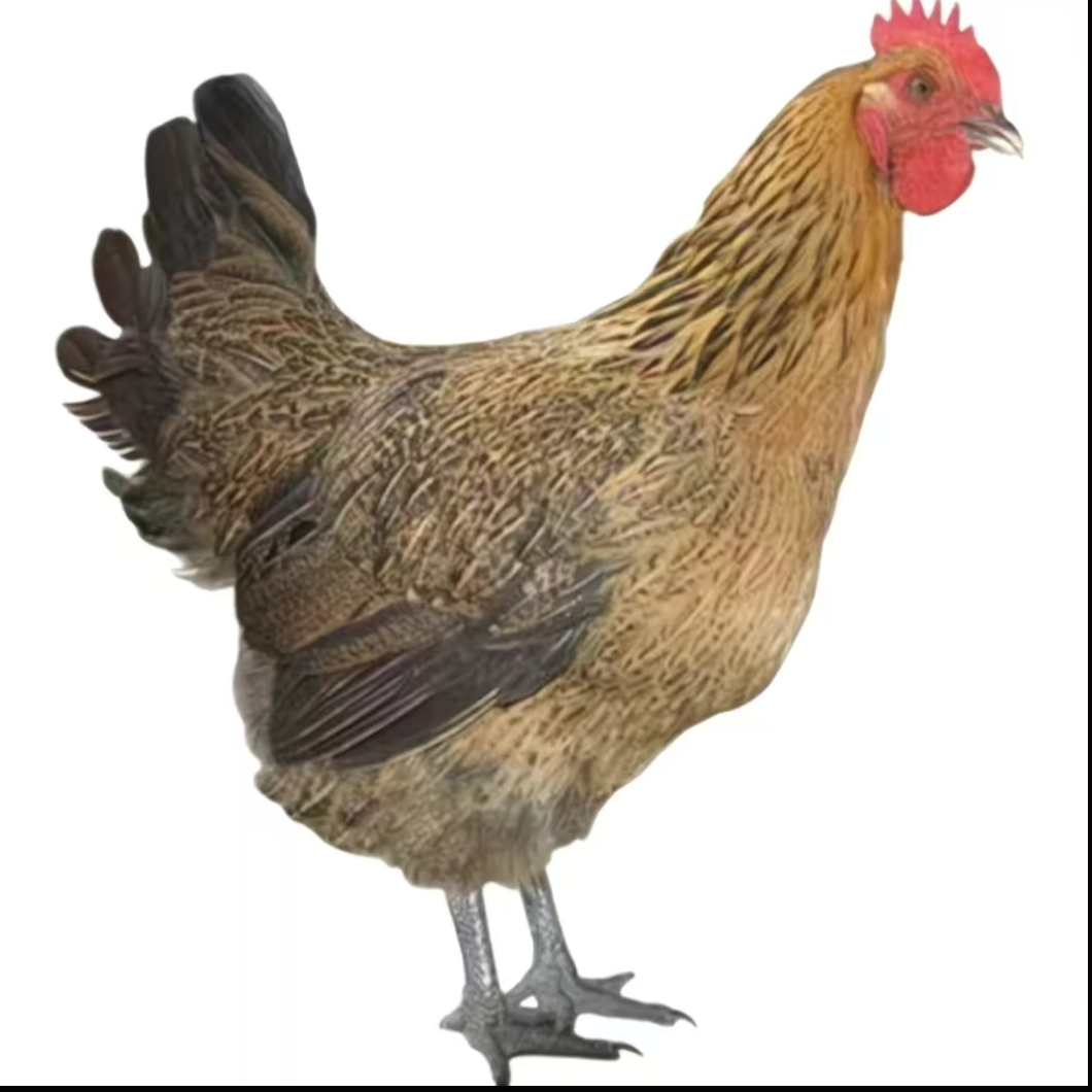 农家散养红瑶土鸡 3斤发货散养土鸡3只漂亮美味整鸡 肉质鲜美【安】