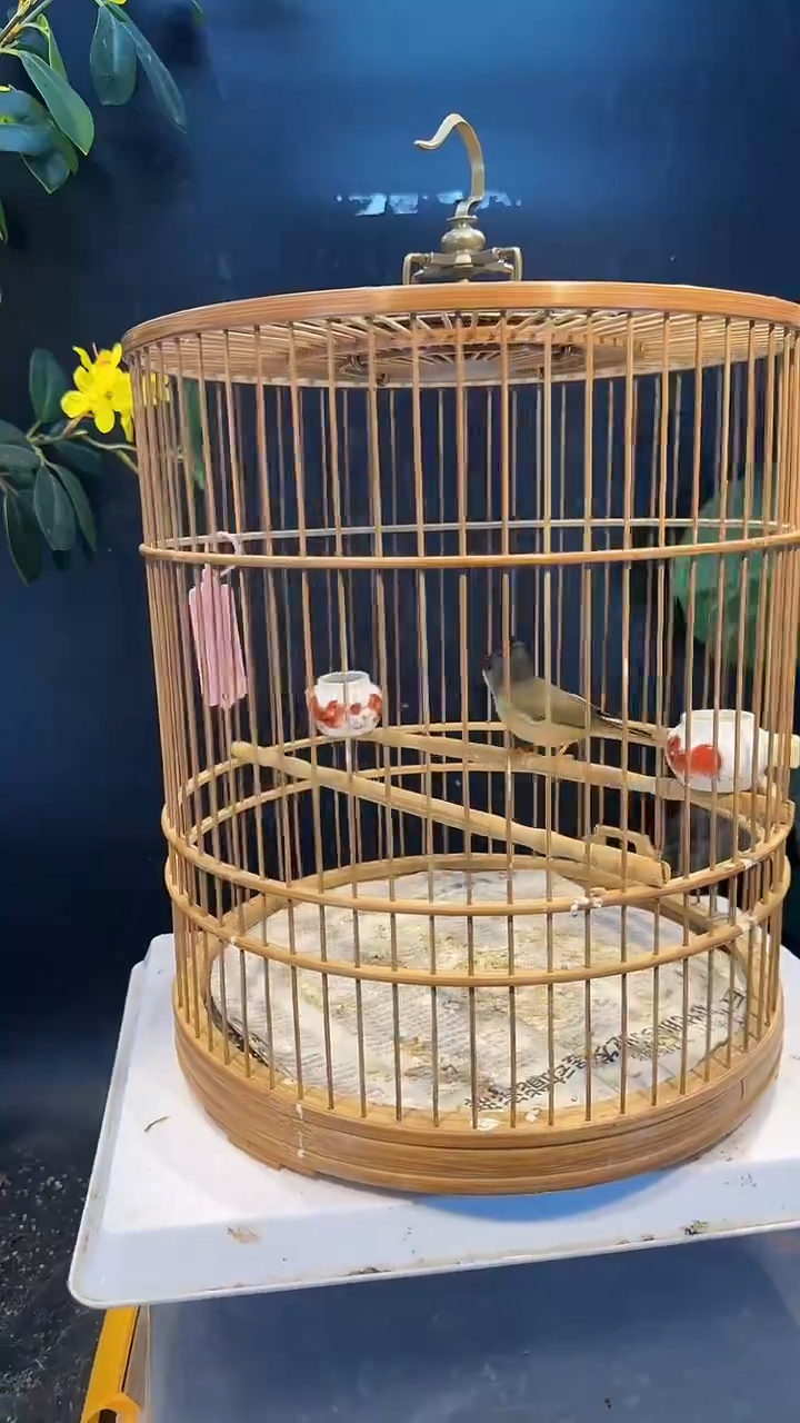 虎皮鹦鹉55号  黑额凤梅 养笼0元起拍