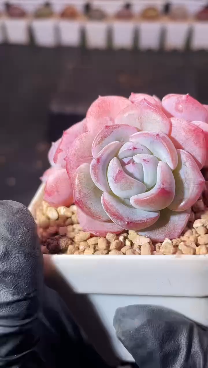 3-4蓝茶3-4厘米不包整散量拍发一颗