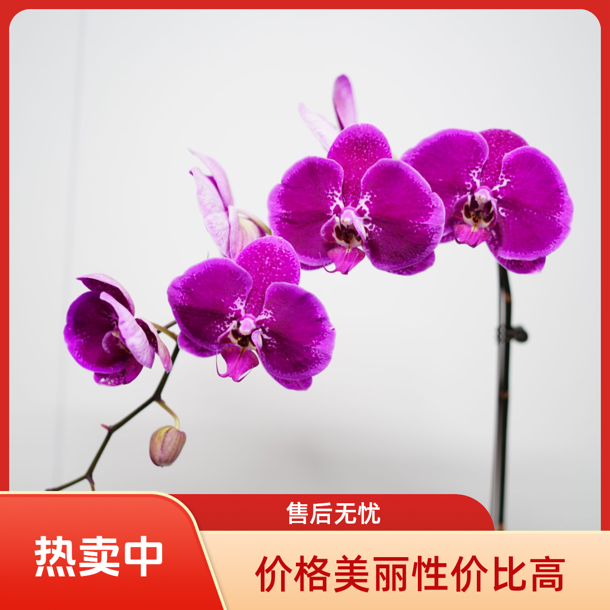 朝暮里蝴蝶兰【天后一号】带花带花苞开花珠发货