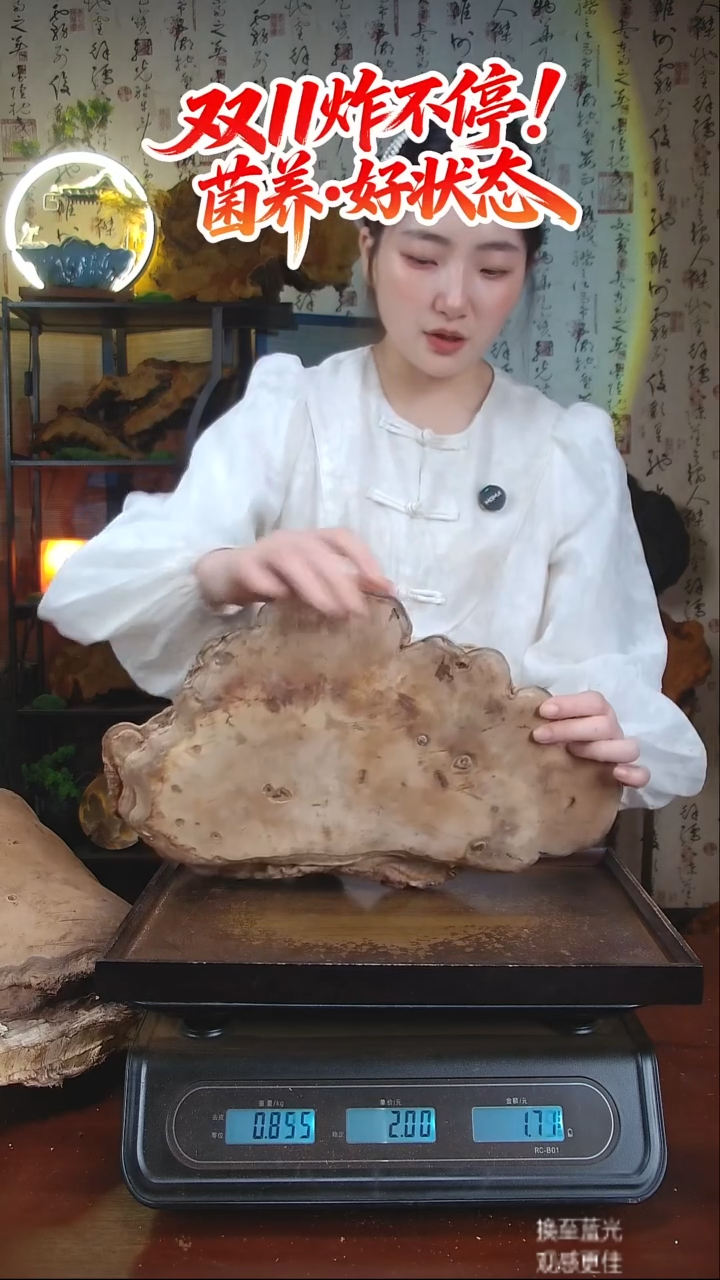 平盖灵芝中国大陆【藏区 野生】树舌灵芝（1.63斤）10-20年份