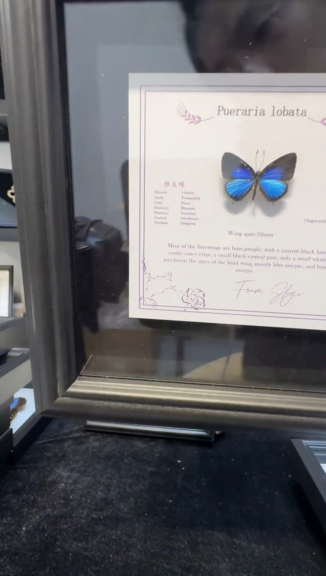 玻璃真实蝴蝶标本