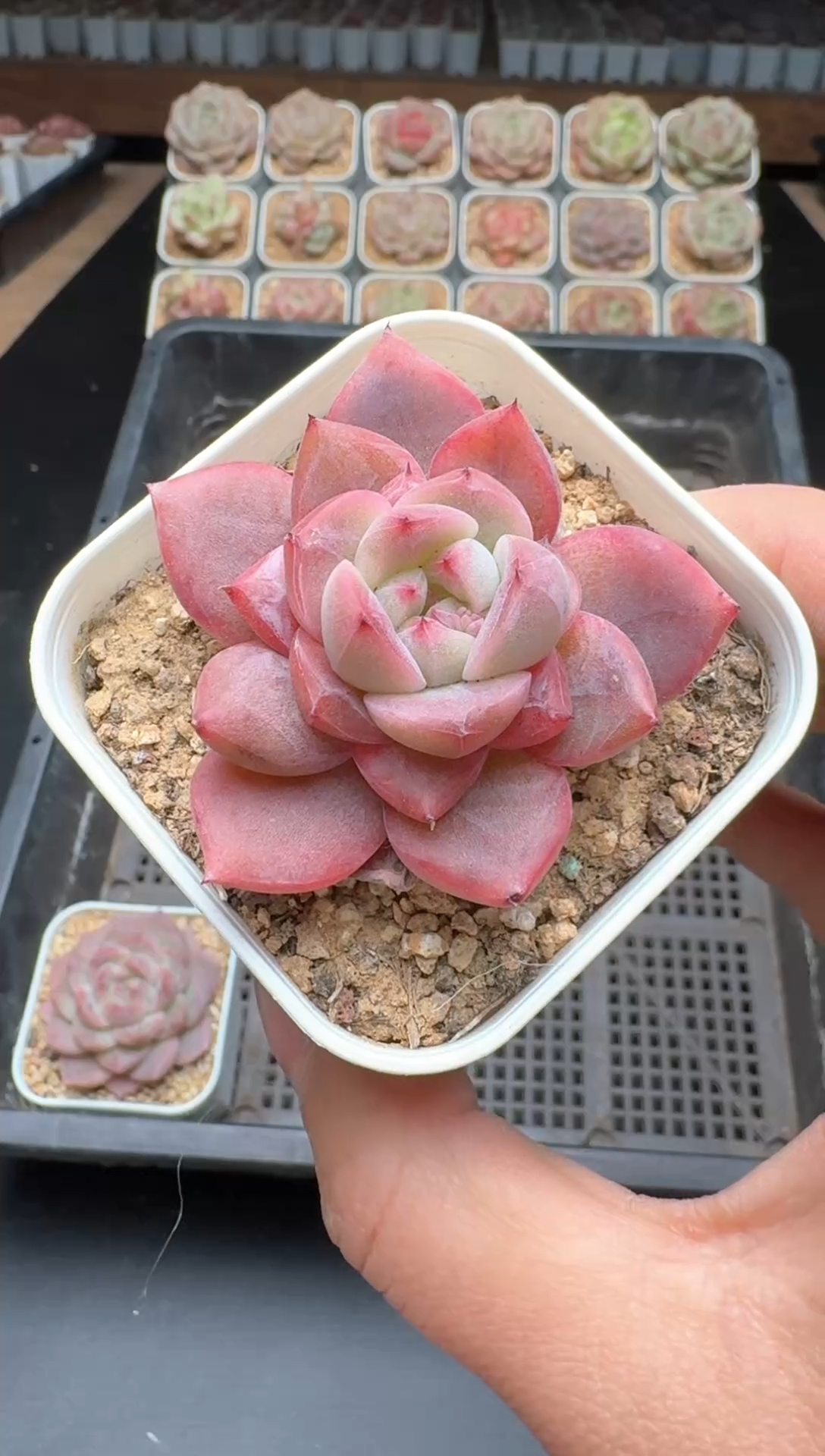 【闪购商品】397号一物一拍珍妮多肉花卉植物3颗起发