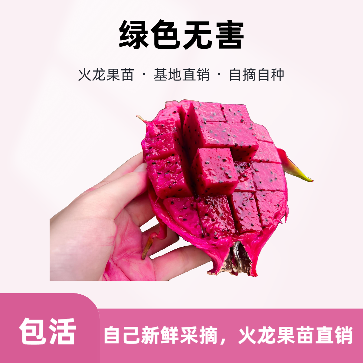 火龙果苗红心红肉蜜甜盆栽地栽阳台庭院种植免授粉燕窝果苗混发