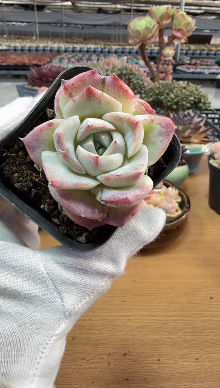 东云多肉园二店-243