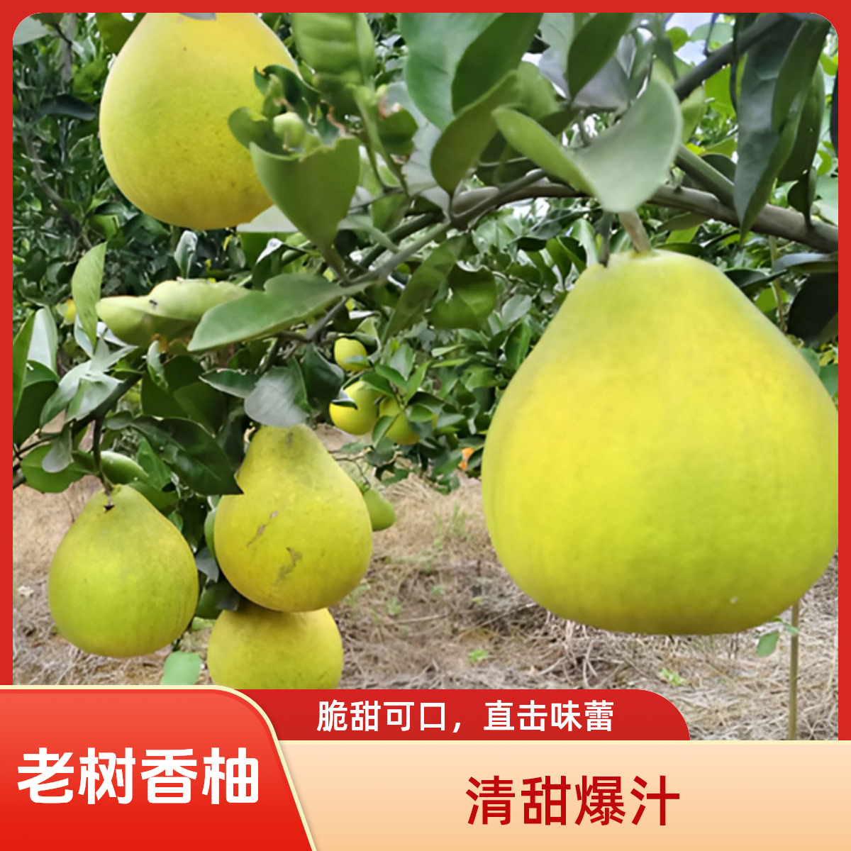 【老树香柚】正宗万山香柚金兰柚贵州高山柚当季水果爆汁脆甜新产地