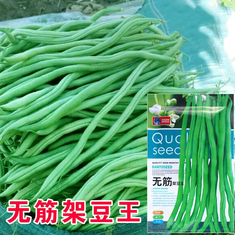 【全店满5包包邮】无筋架豆王种子四季豆特长架豆种籽荚长肉厚高