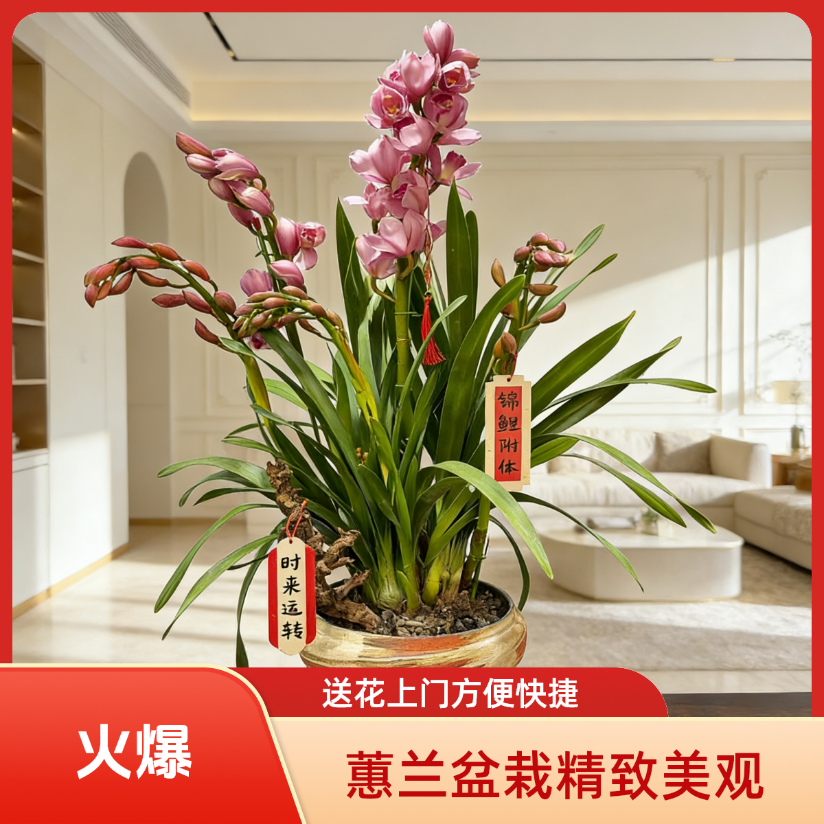 005大花蕙兰盆栽花店送花上门