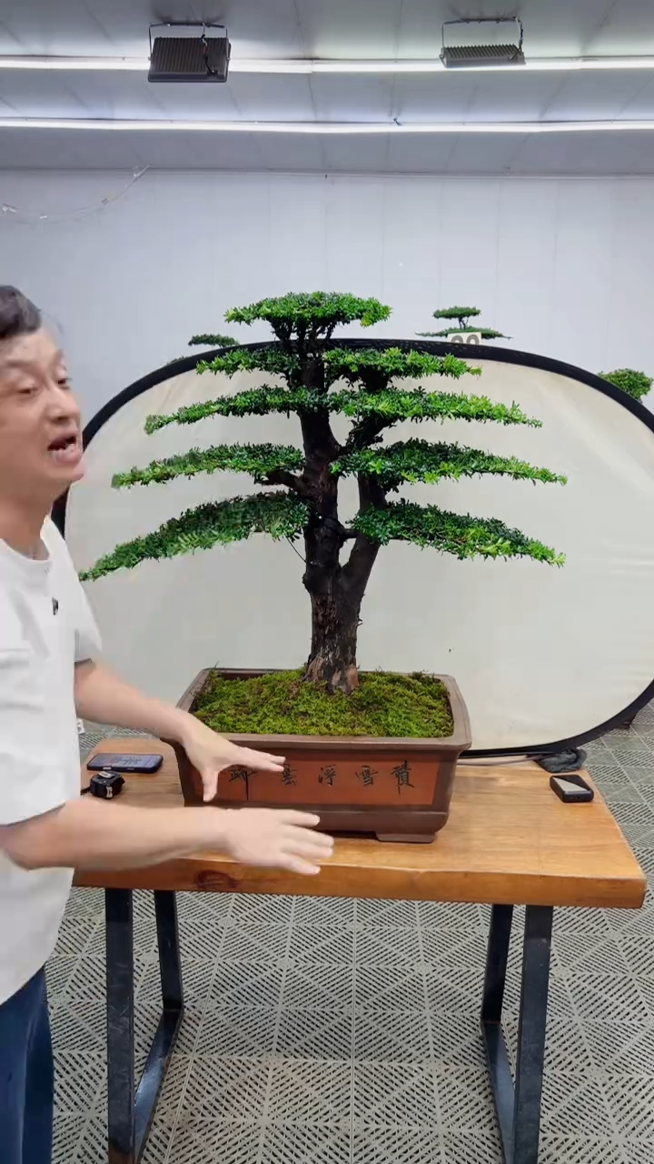 无花朵造型盆景一物一拍
