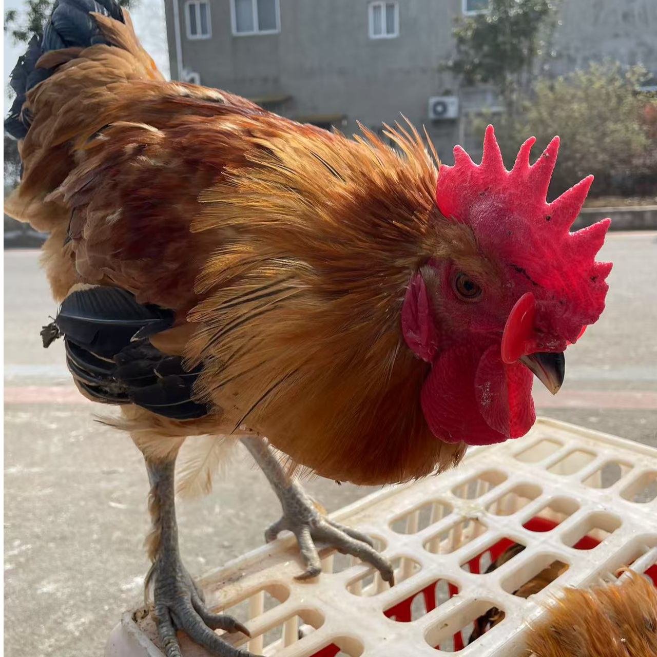 宠物鸡活鸡包邮5斤1只